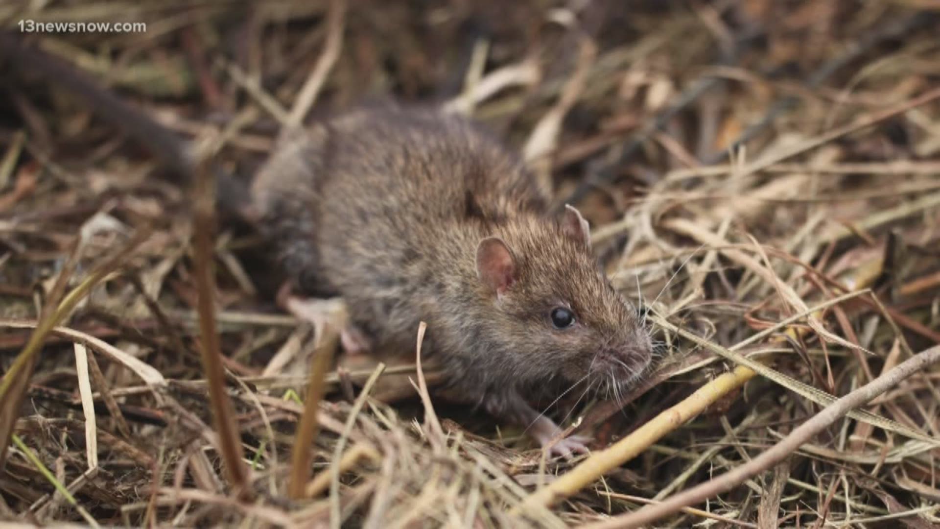 People in one Norfolk neighborhood are complaining about a rat problem that comes with the cooler weather. Here's what you need to know.