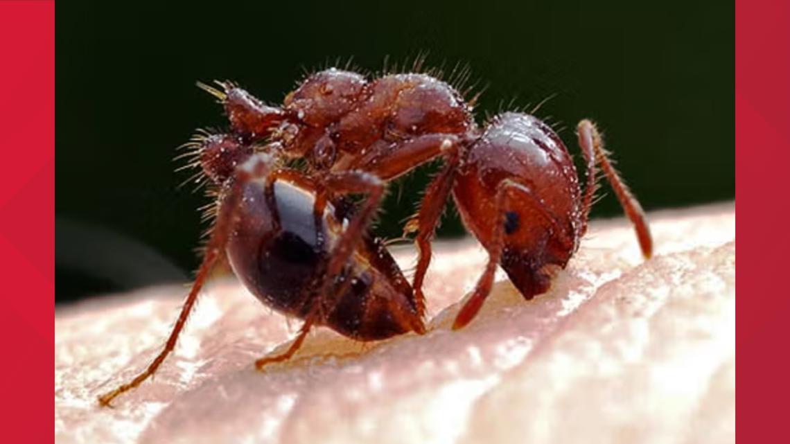 Virginia expands imported fire ant quarantine to 10 new localities