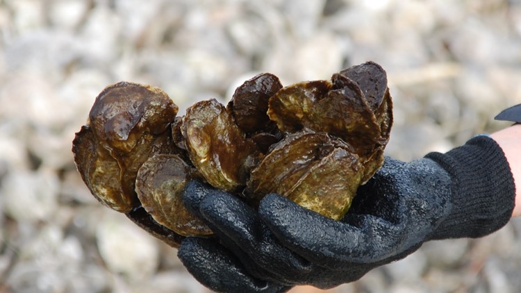 Volunteers needed to raise oysters on Eastern Shore of Virginia