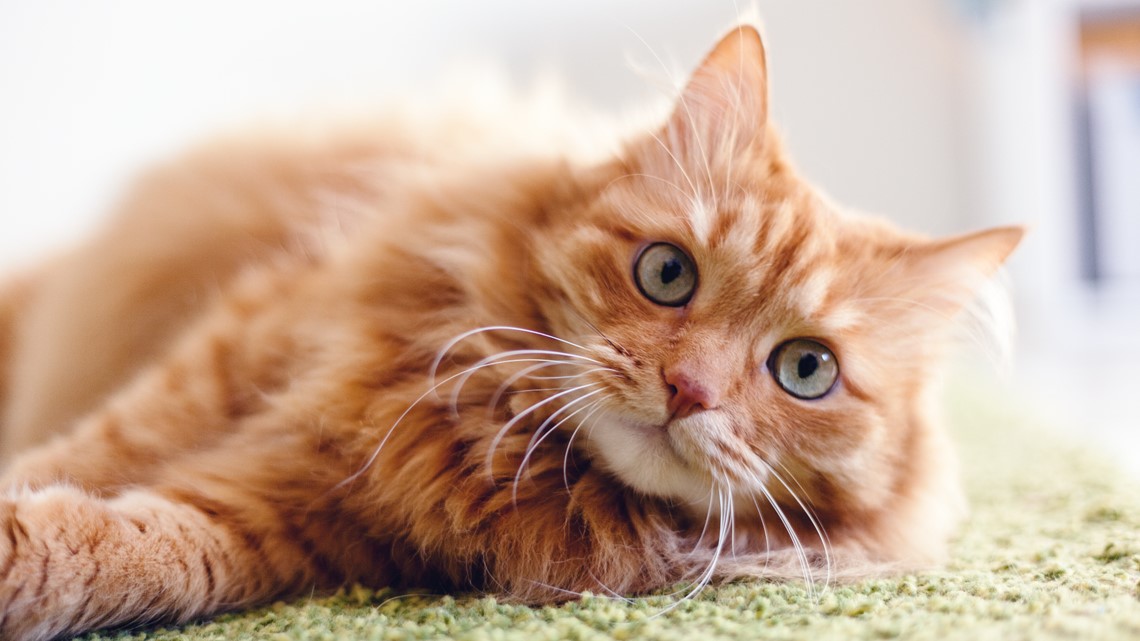California cat missing for nearly 10 years found in North Idaho - Vimarsana News