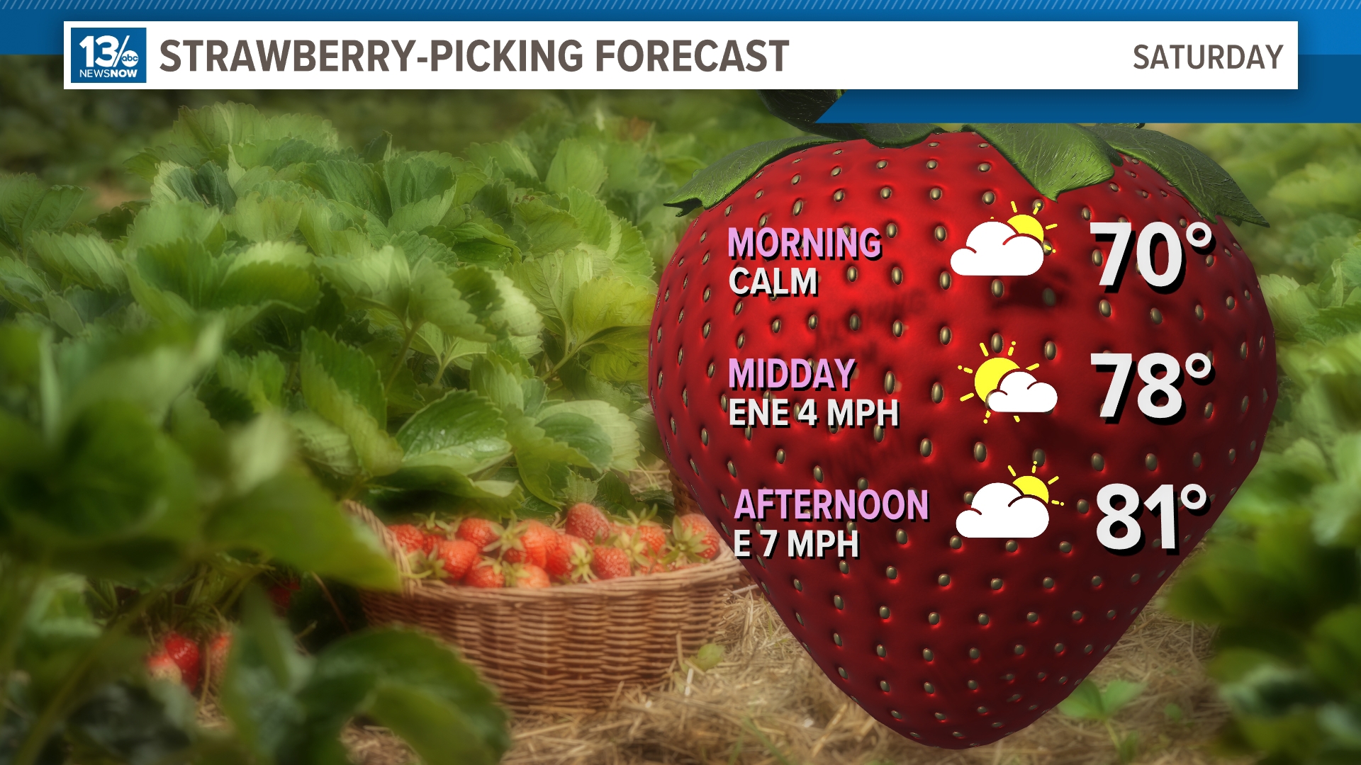 Saturday's Strawberry Picking Forecast