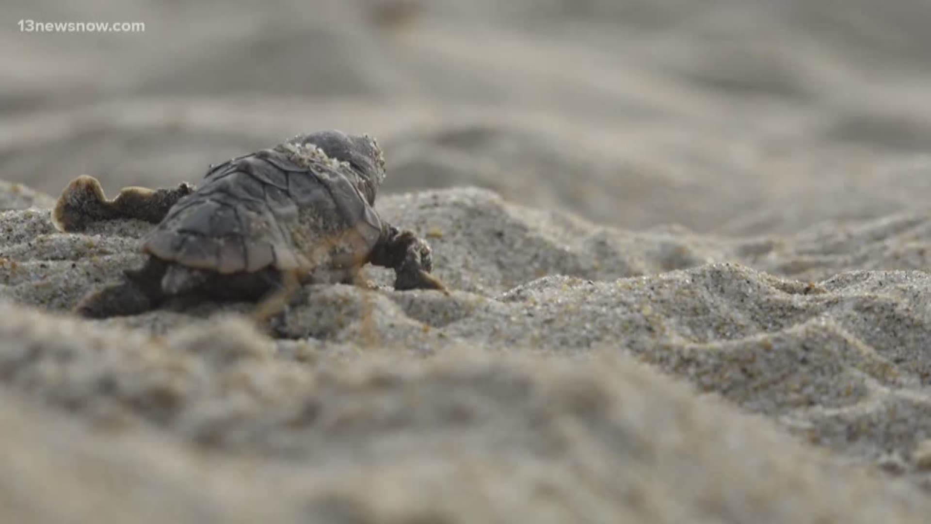 Excavating nests allows researchers to check for straggler hatchlings and learn about the nest's success rate. Research Coordinator for the Virginia Aquarium Susan Barco said there’s a lot of activity that goes on beneath the sand.