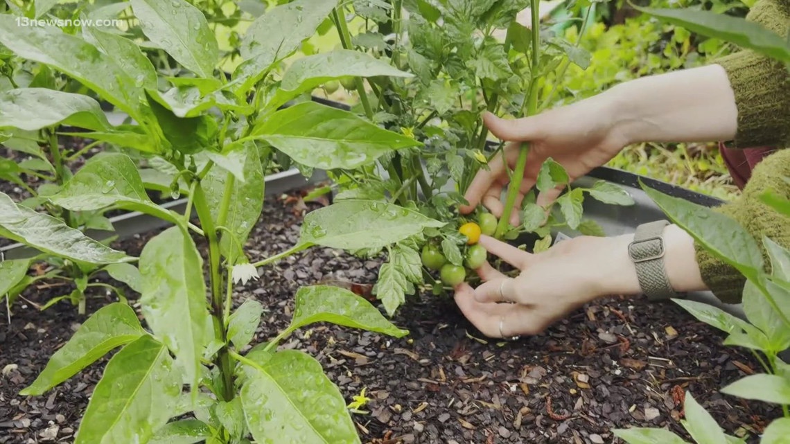 We're experiencing extended drought in Hampton Roads. Should you still plant a garden?