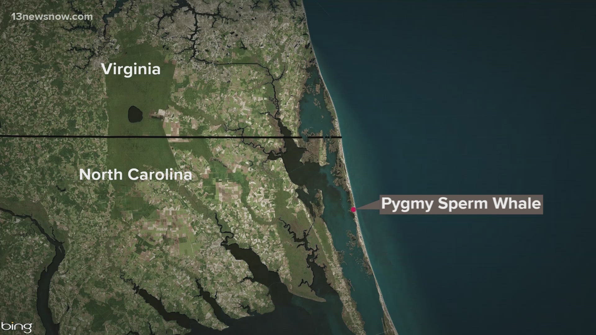 A Pygmy Sperm Whale is dead after washing up on the OBX this week. Wildlife officials say the emaciated animal was found in Corolla and had to be euthanized.