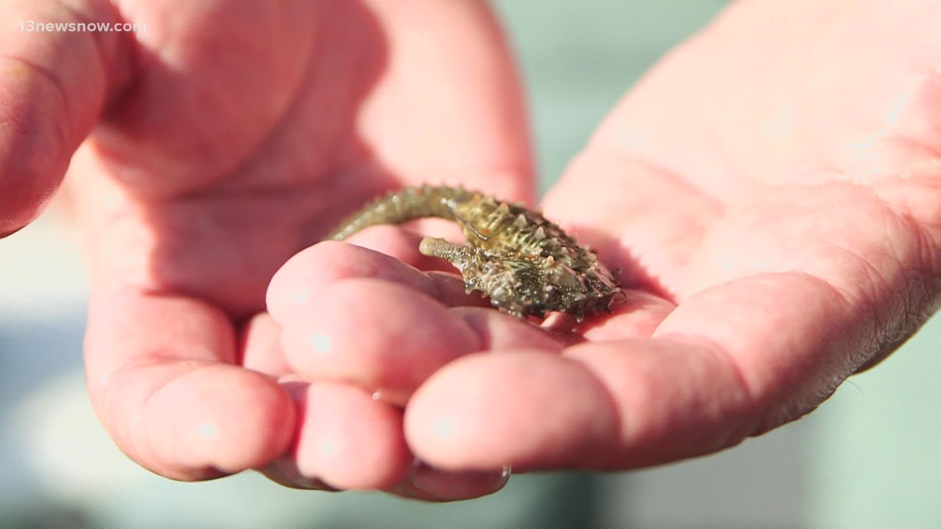 You might not normally associate seahorses with urban rivers, but they're popping up more and more in Hampton Roads waters.