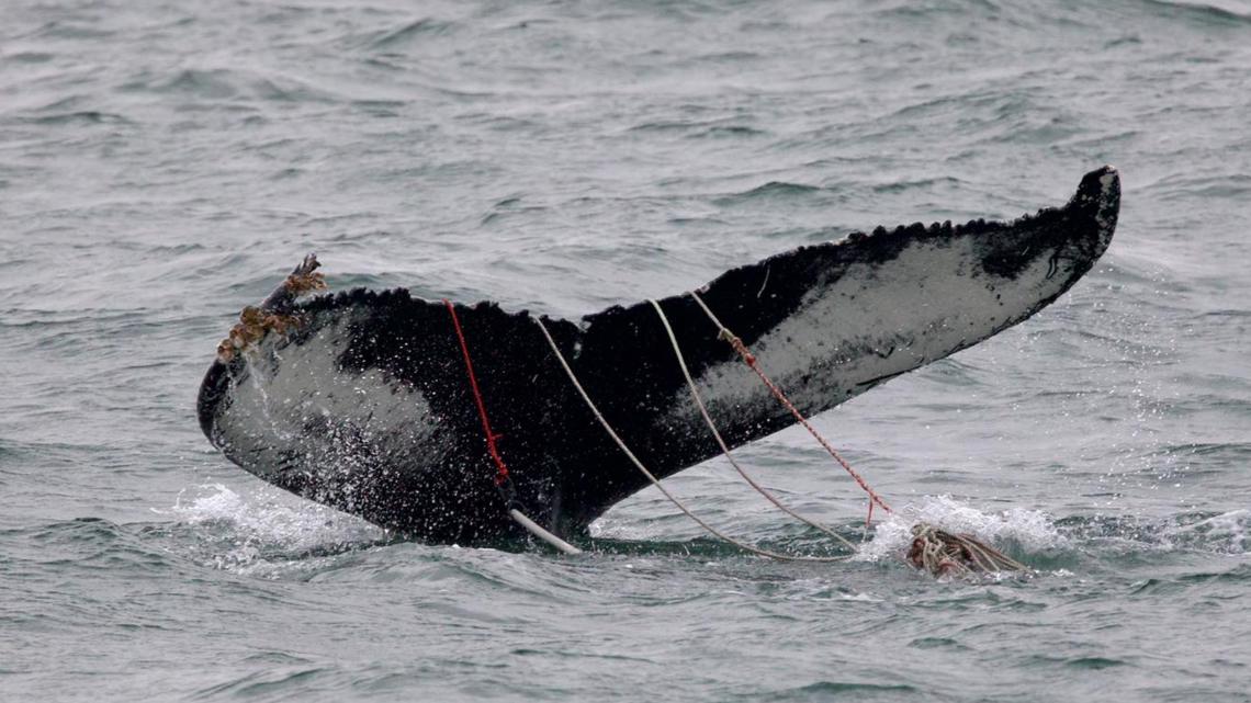 Entangled whale off Virginia coast prompts rescue efforts by specialists