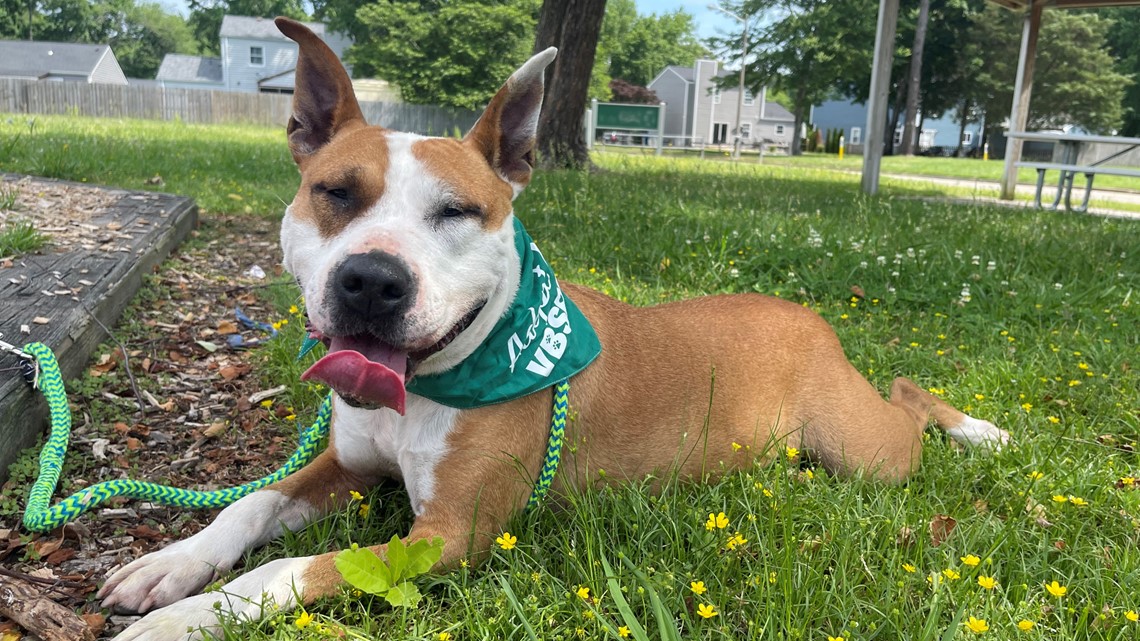 Virginia Beach SPCA Beach Buddies | 13newsnow.com - Vimarsana News
