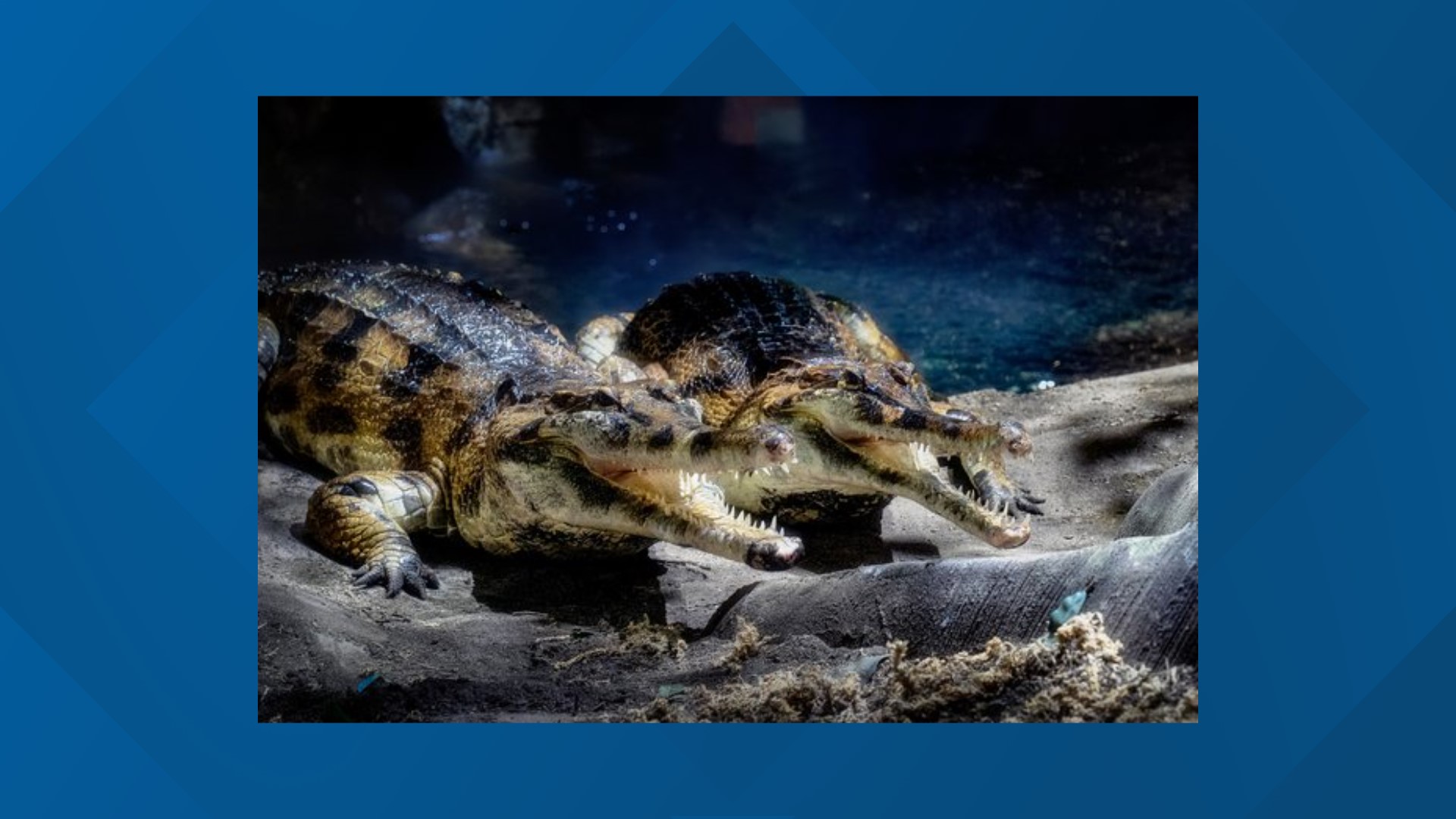 Endangered crocodiles hatch at Virginia Aquarium | 13newsnow.com