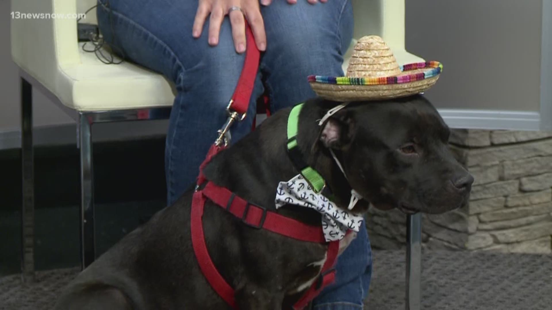 Meet Bowser, a 3-year-old pit bull mix breed, who is looking for his forever home.