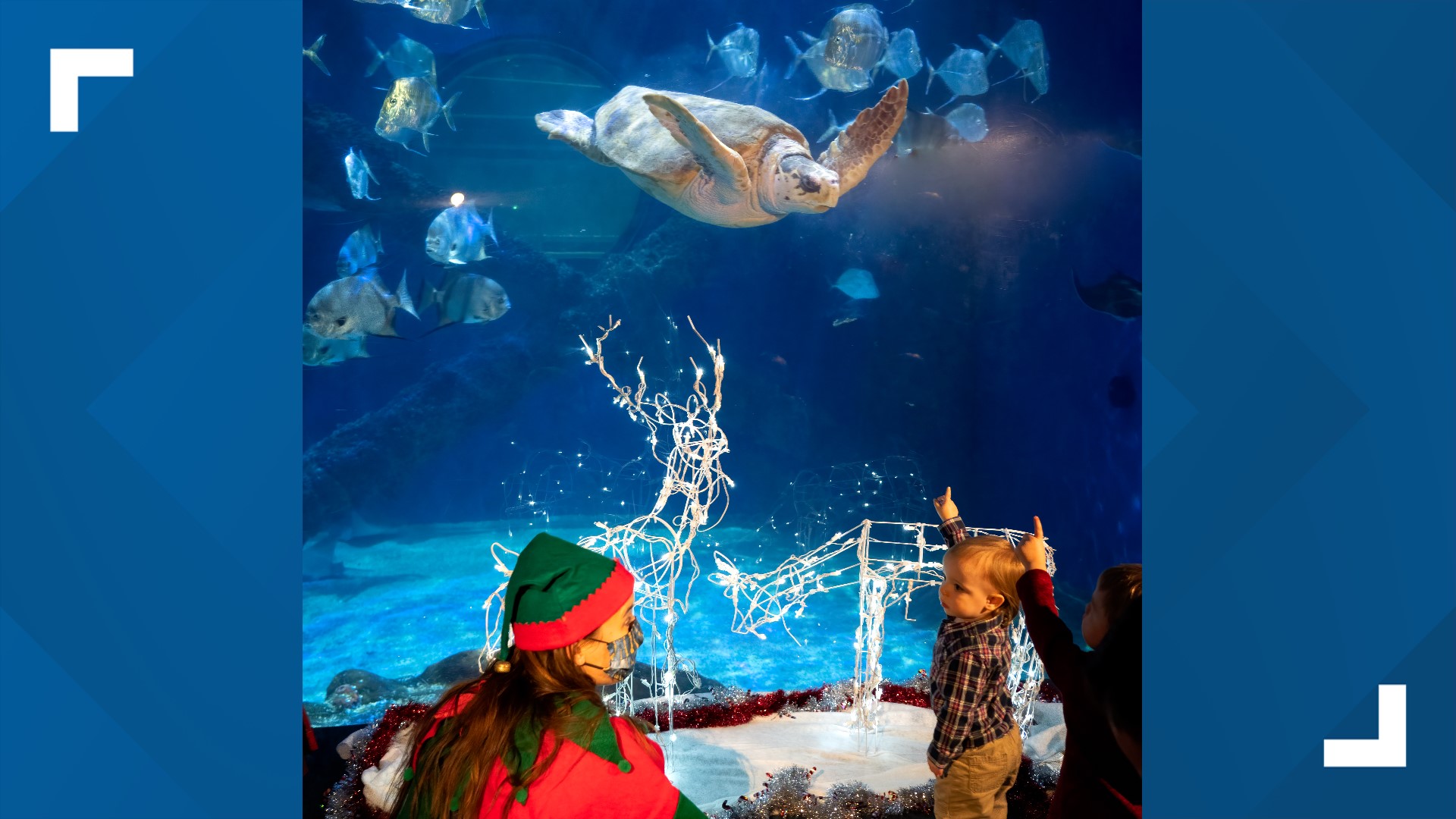 'HoliRays' at Virginia Aquarium brings cheer for kids, families
