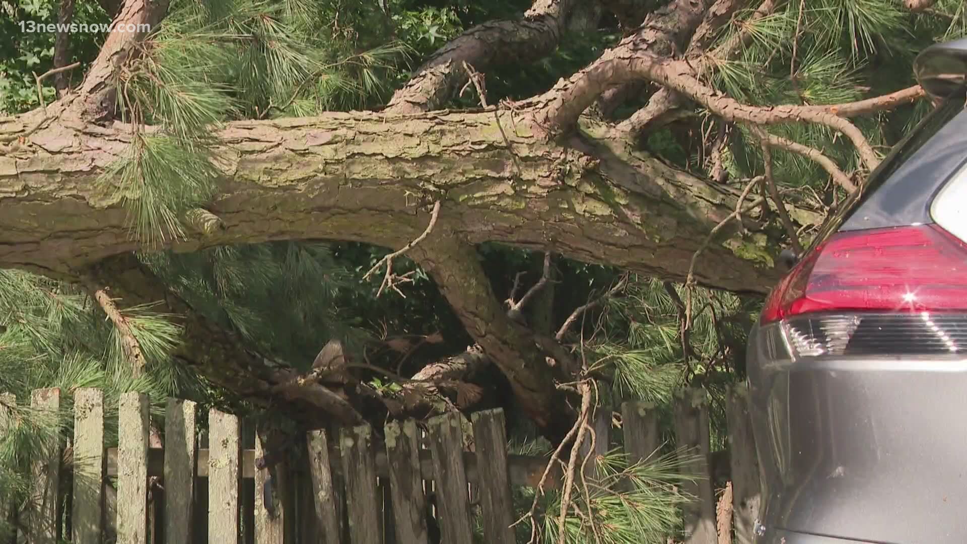 Marie Greene says she now has to wait days for the insurance company to assess her home, after a large tree crashed on top of her shed and car overnight.