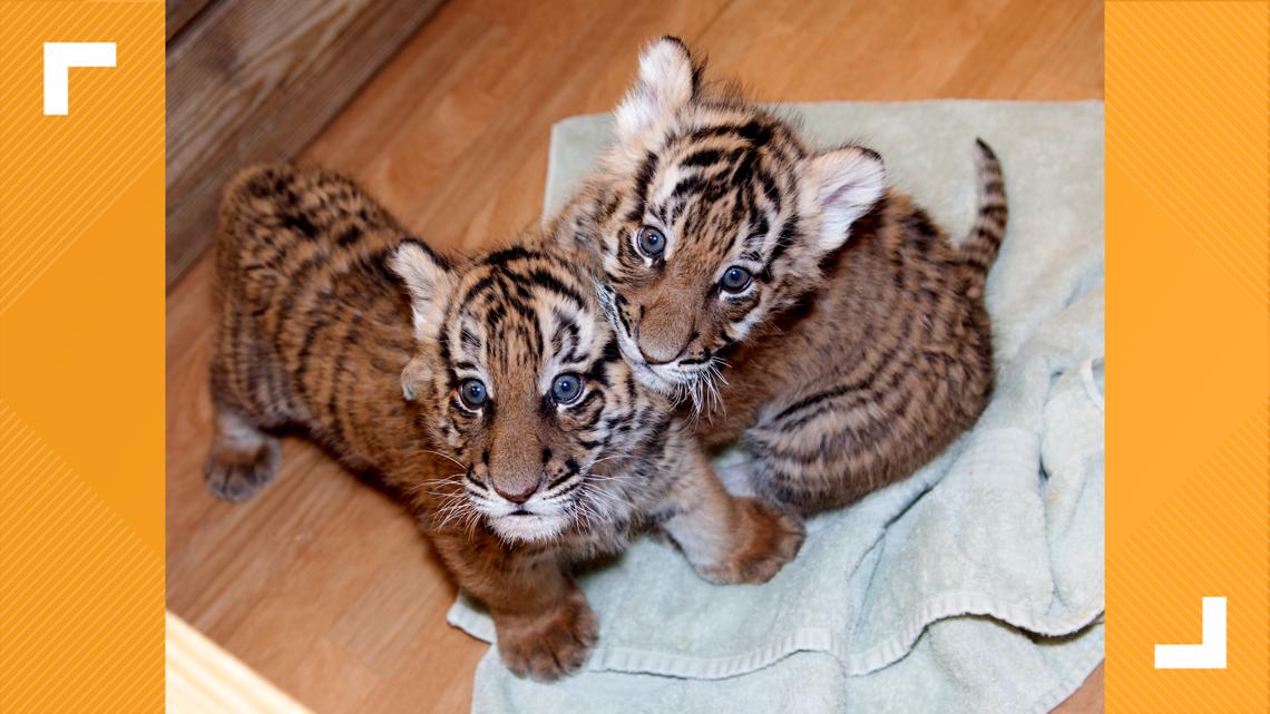 Adorable Baby Tiger Cub Cam Is Here to Give You a Break from Work