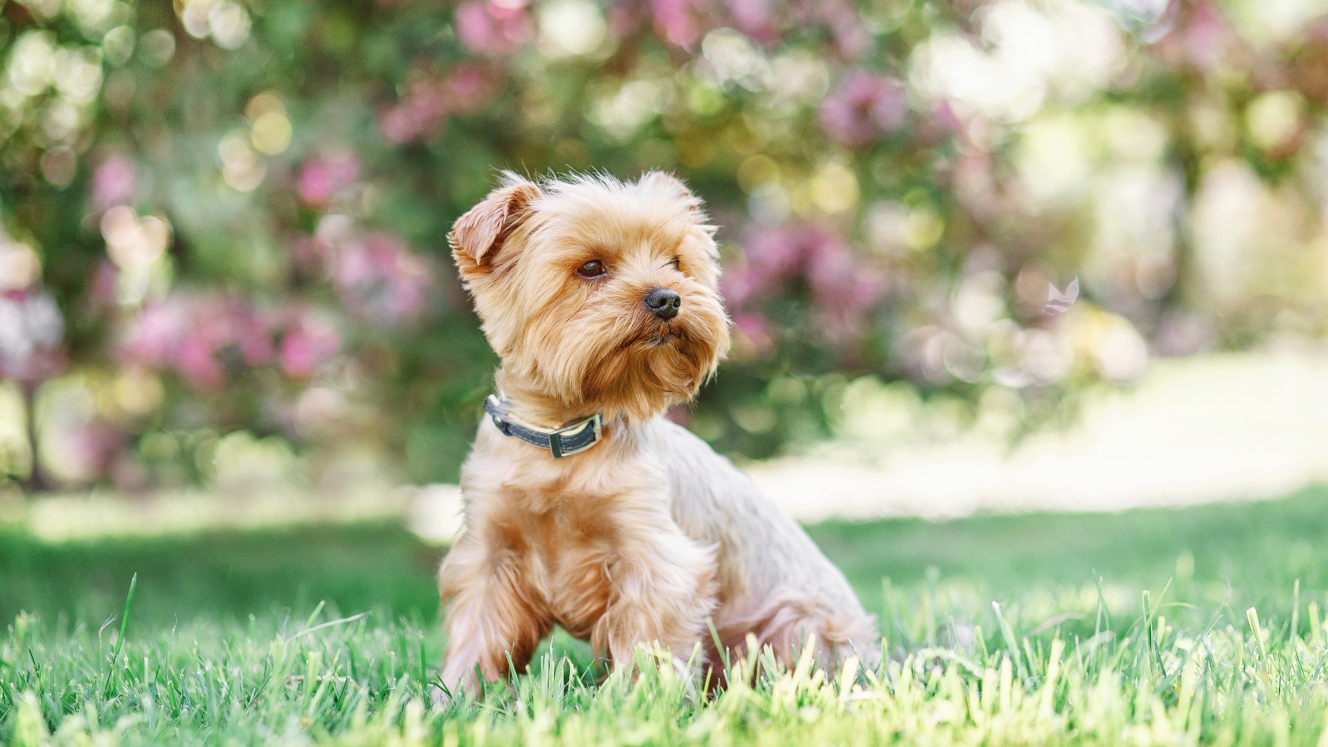 PETA, Hampton Roads shelters host Poochella dog adoption event ...