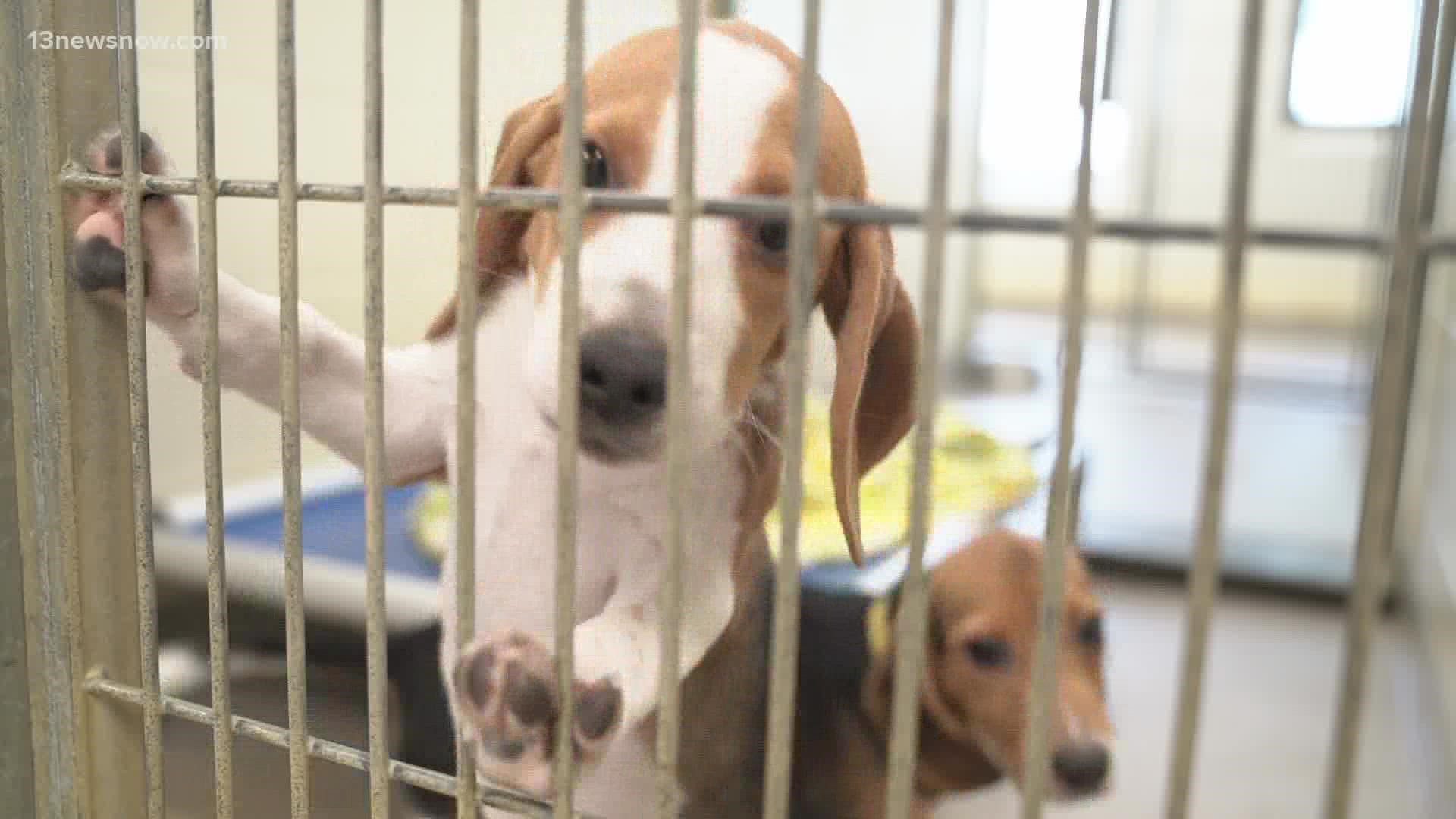 Today, the Virginia Beach SPCA began adoptions for beagles that were rescued from a breeding facility in Cumberland County.