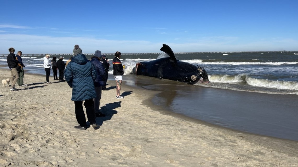 4th whale death in region reported in Va. Beach, officials say