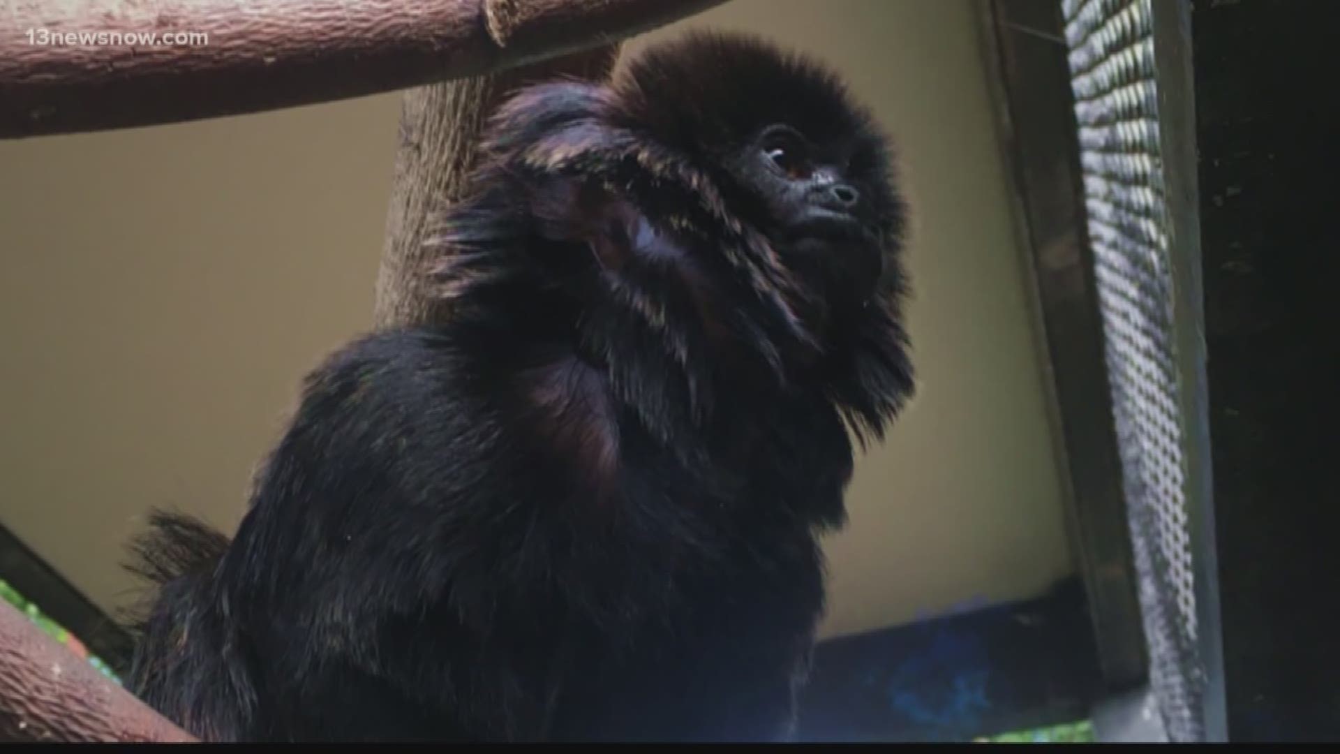 Kali, the 12-year-old rare Goeldi's monkey reported stolen from the Palm Beach Zoo, has been found safe and sound.