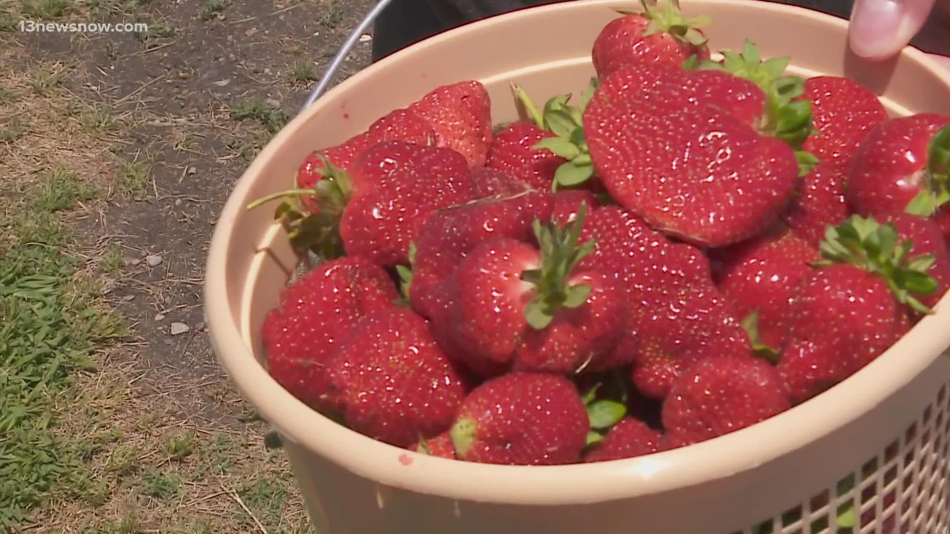 The new festival, called "Strawberry Fest at the Beach," will be held at the Oceanfront's Artery District and heavily inspired by the Pungo festival. 