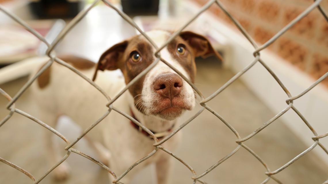SPCA of NE North Carolina asks for public support amid parvovirus outbreak