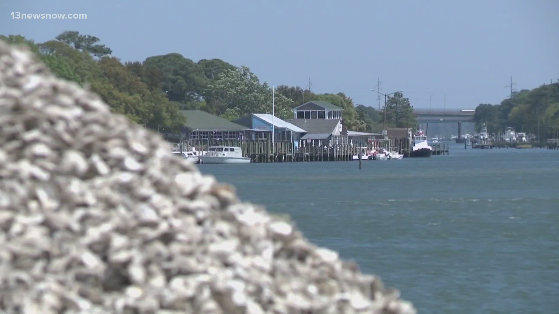 The oyster population in Chesapeake Bay is on the rise.