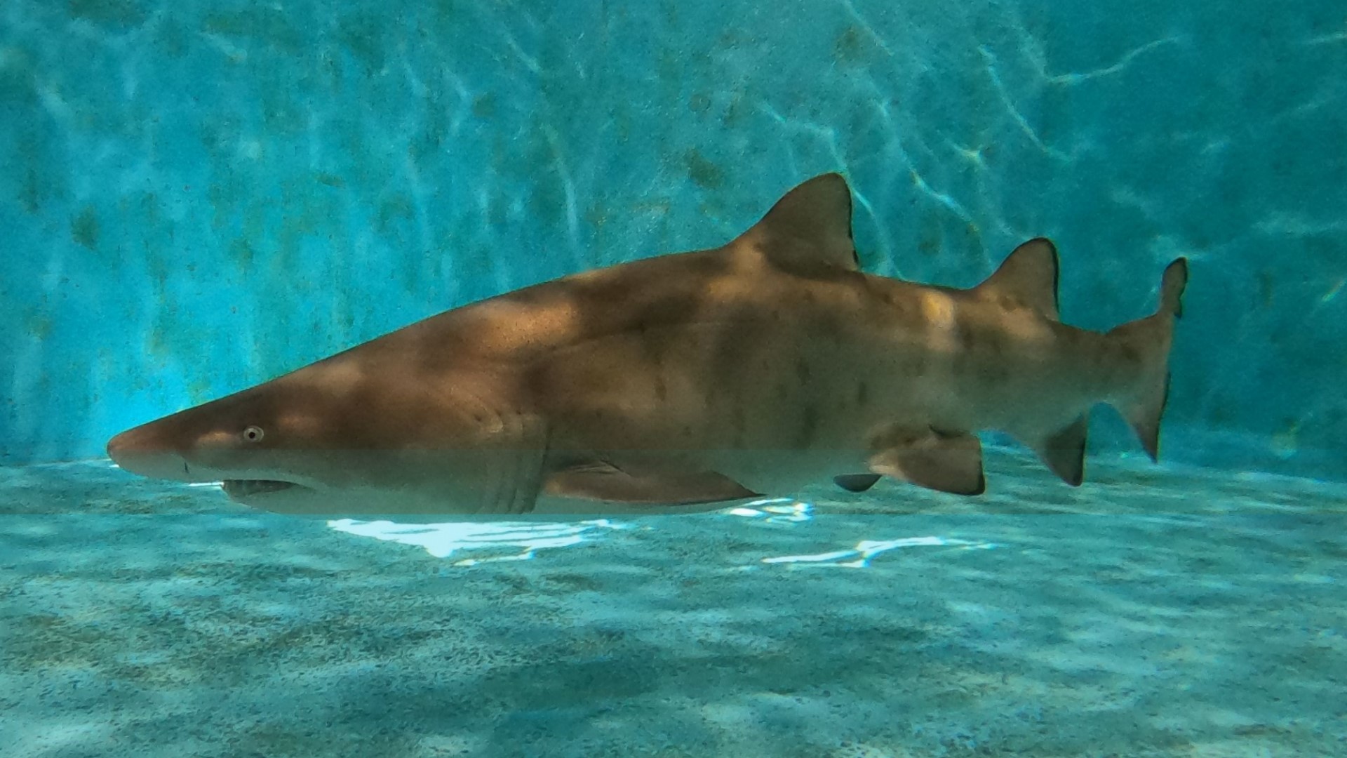 Baby "Rip" is incredibly important -- he's the first sand tiger shark to be born alive in captivity in the United States. His mother was artificially inseminated.