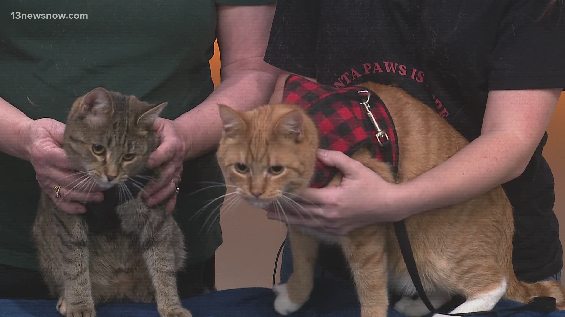 The "Home for the Holidays" donation drive is underway and allows people to donate toward the adoption fee for cats featured at the Chesapeake cat cafe.