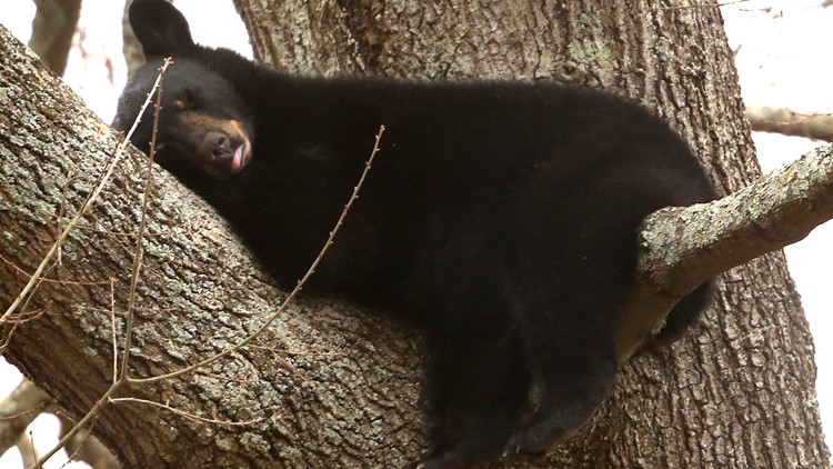 Several black bears in Western Branch area of Chesapeake come down from tree