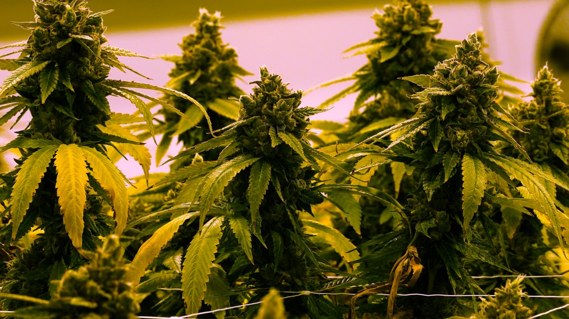 VA General Assembly passes bill for recreational marijuana sales - Vimarsana News