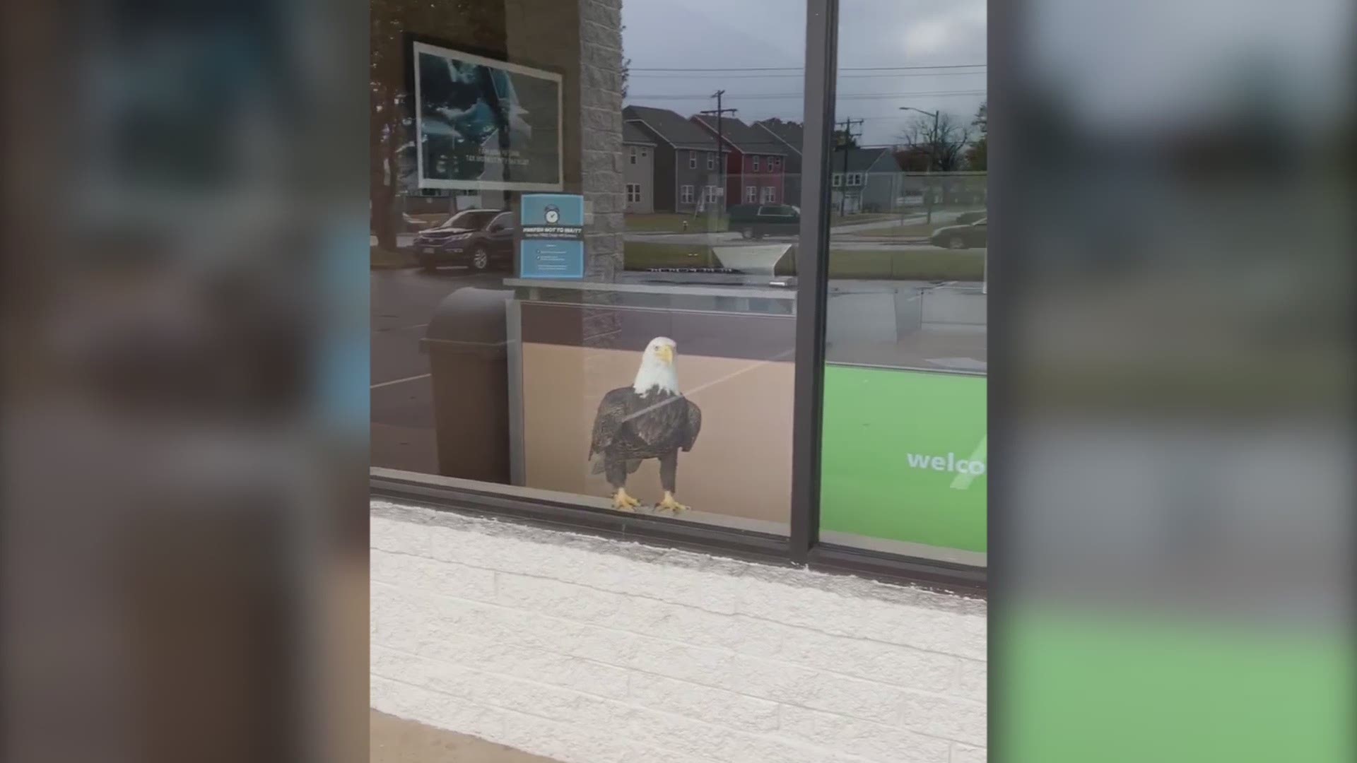 Harry Patterson Jr. shared this video of a bald eagle crashing into an HR Block window in Virginia Beach. The bird was not injured, and it eventually flew away.