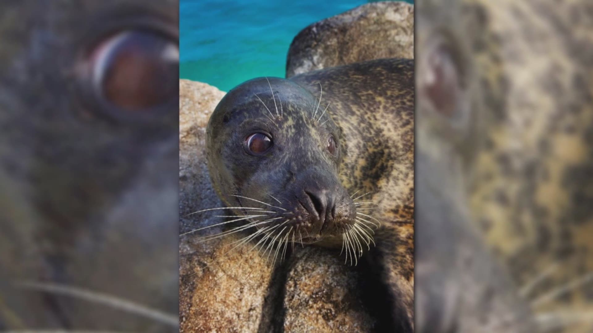 Virginia Aquarium's beloved harbor seal, Peter, died Monday, September 24.