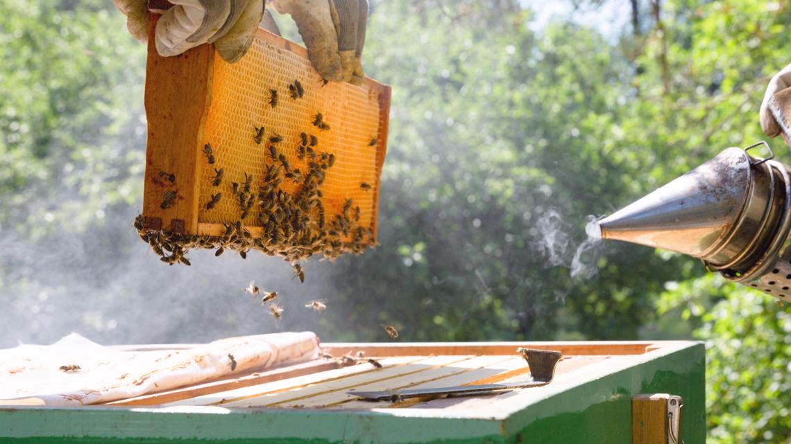 Why Do Beekeepers Give Up?