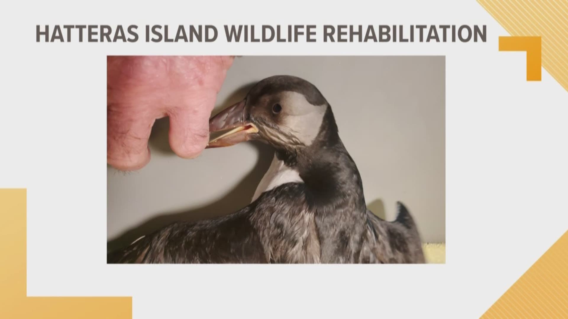 The Hatteras Island Wildlife Rehabilitation currently has an unusual patient in its care: a puffin!