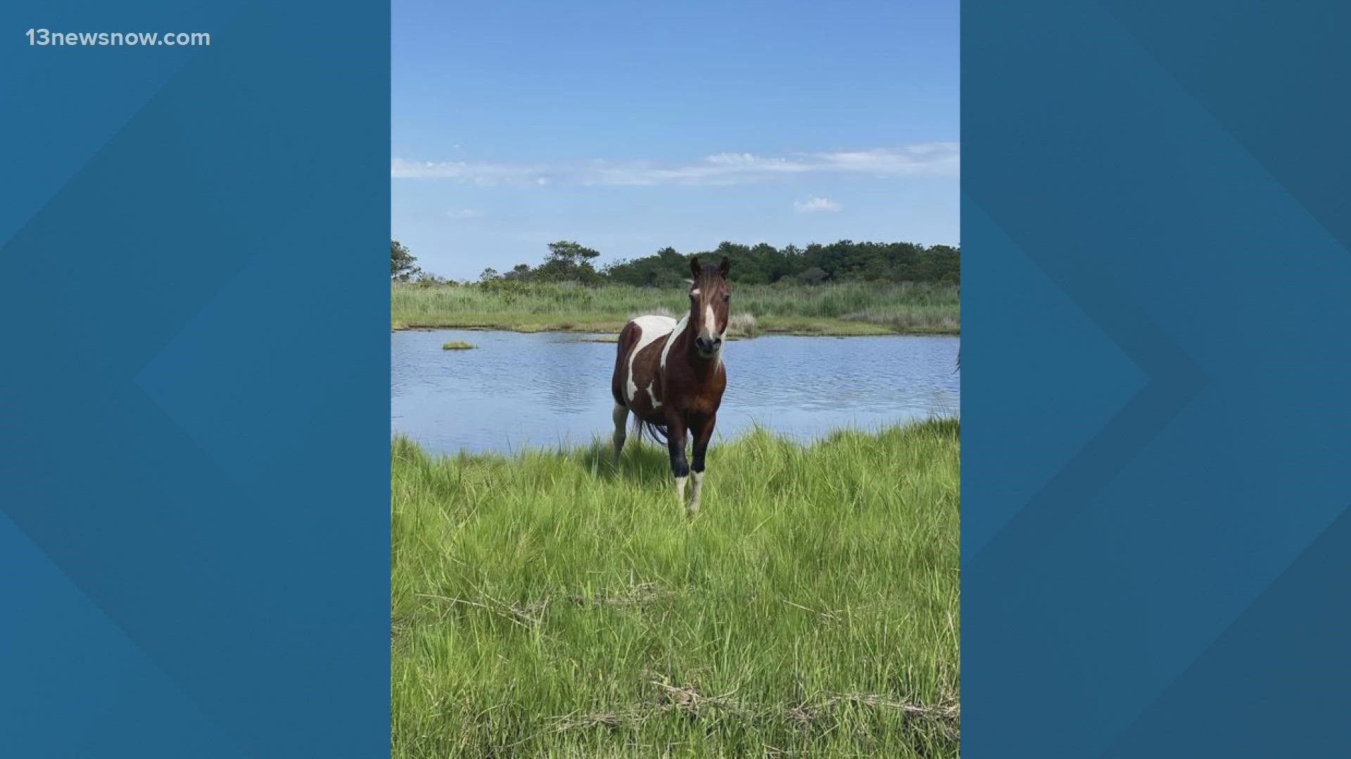 The oldest stallion on Chincoteague Island has officially passed on to new pastures.