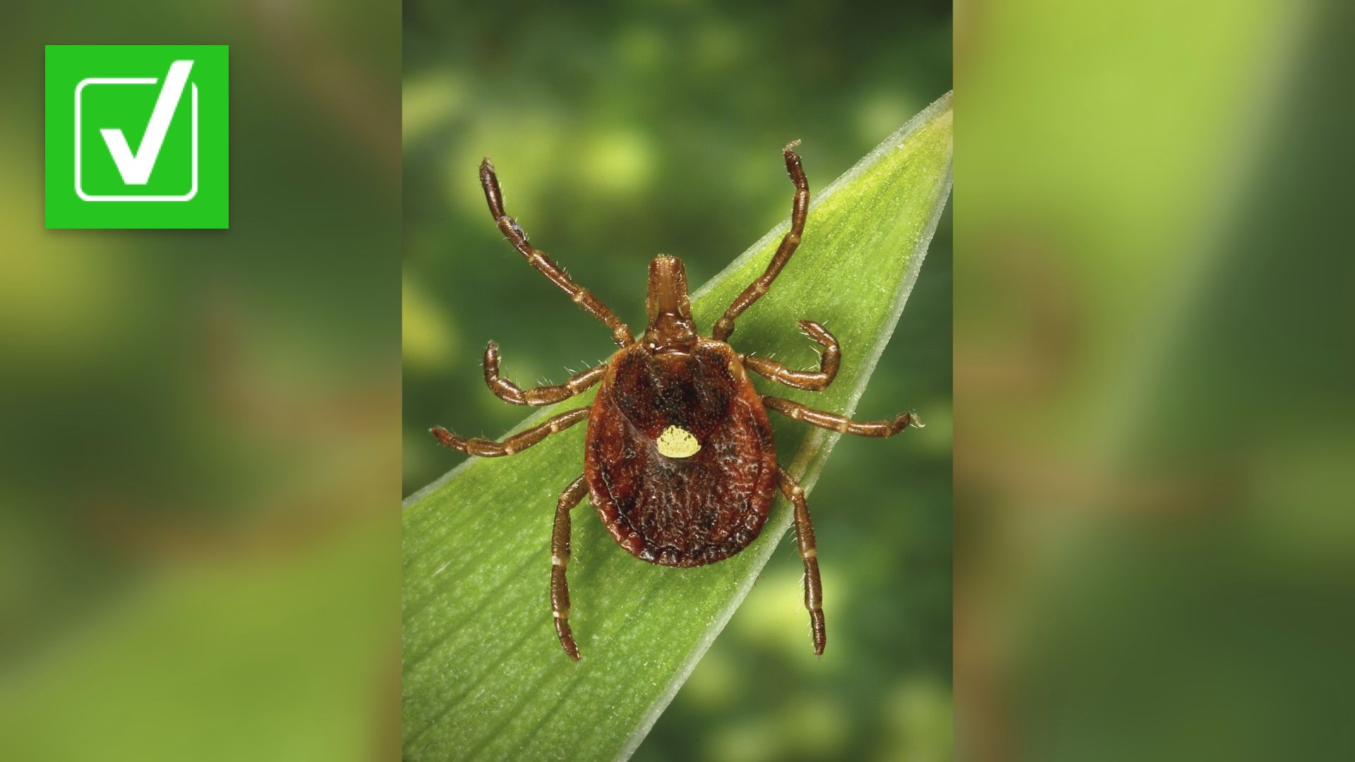 Lots of people are talking about how getting bit by one of these ticks can cause you to develop a red meat allergy.
