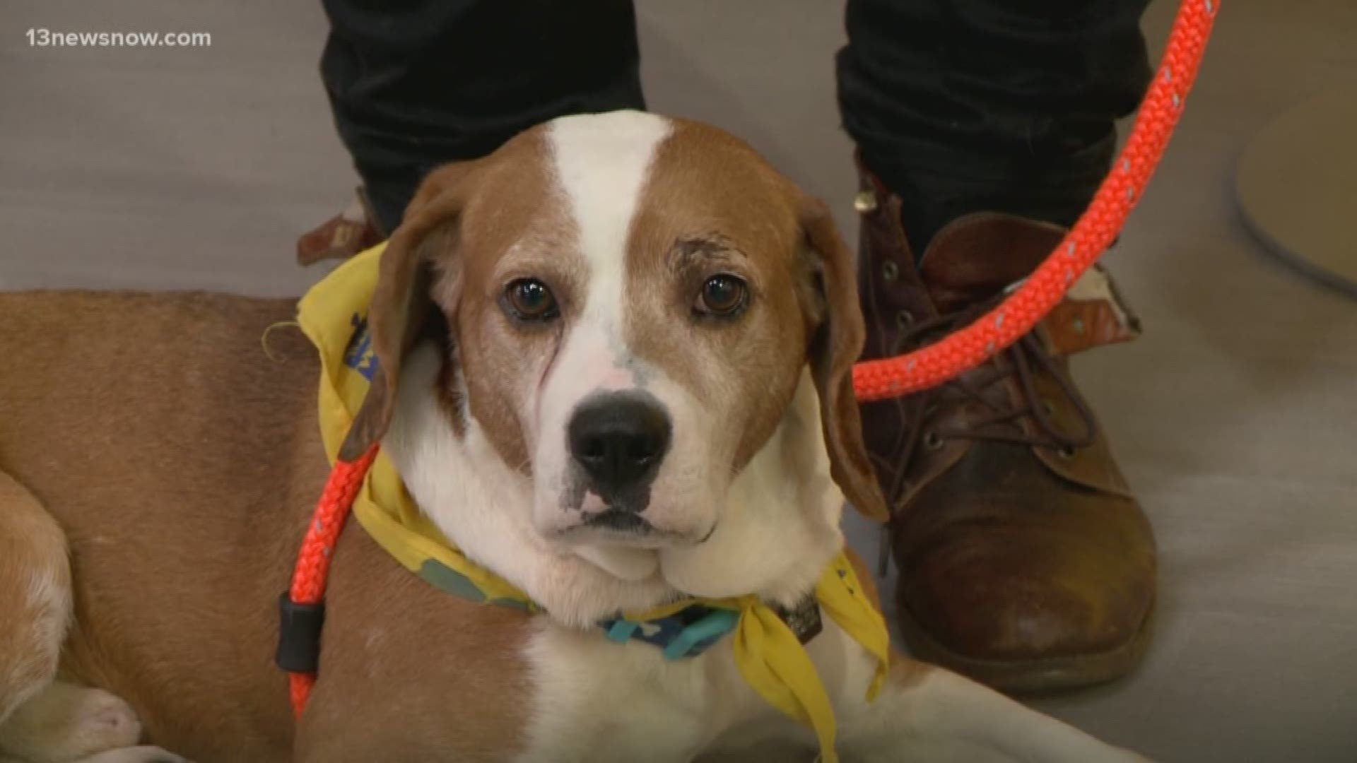 Meet Todd! Three-year-old Todd comes from the Virginia Beach SPCA and is looking for his forever home.