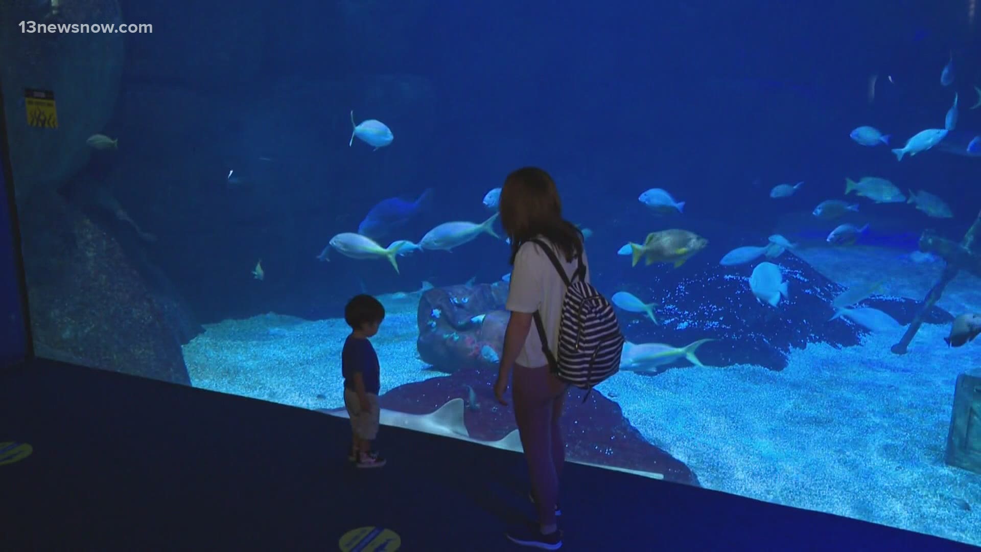 Virginia Aquarium seeks COVID19 relief funding from Virginia Beach