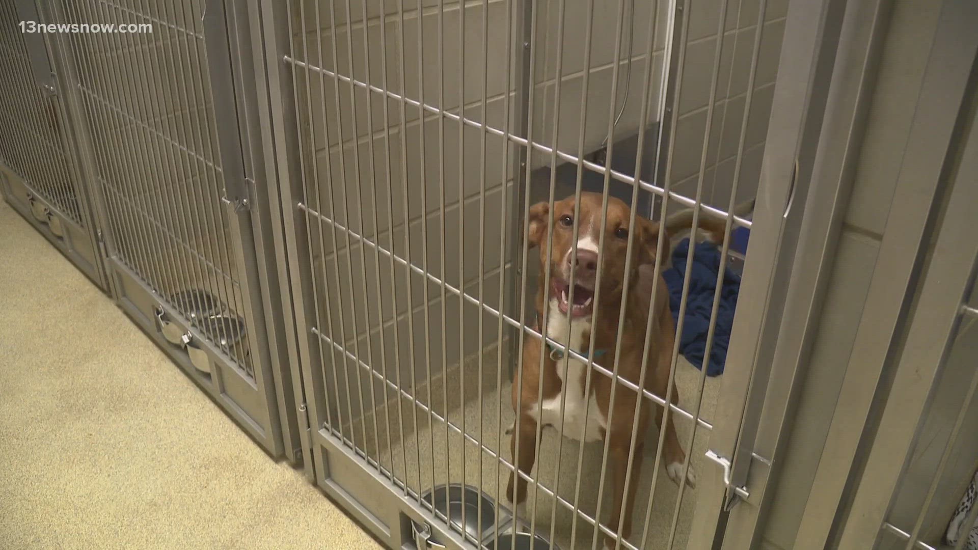The shelter is currently waiving adoption fees.