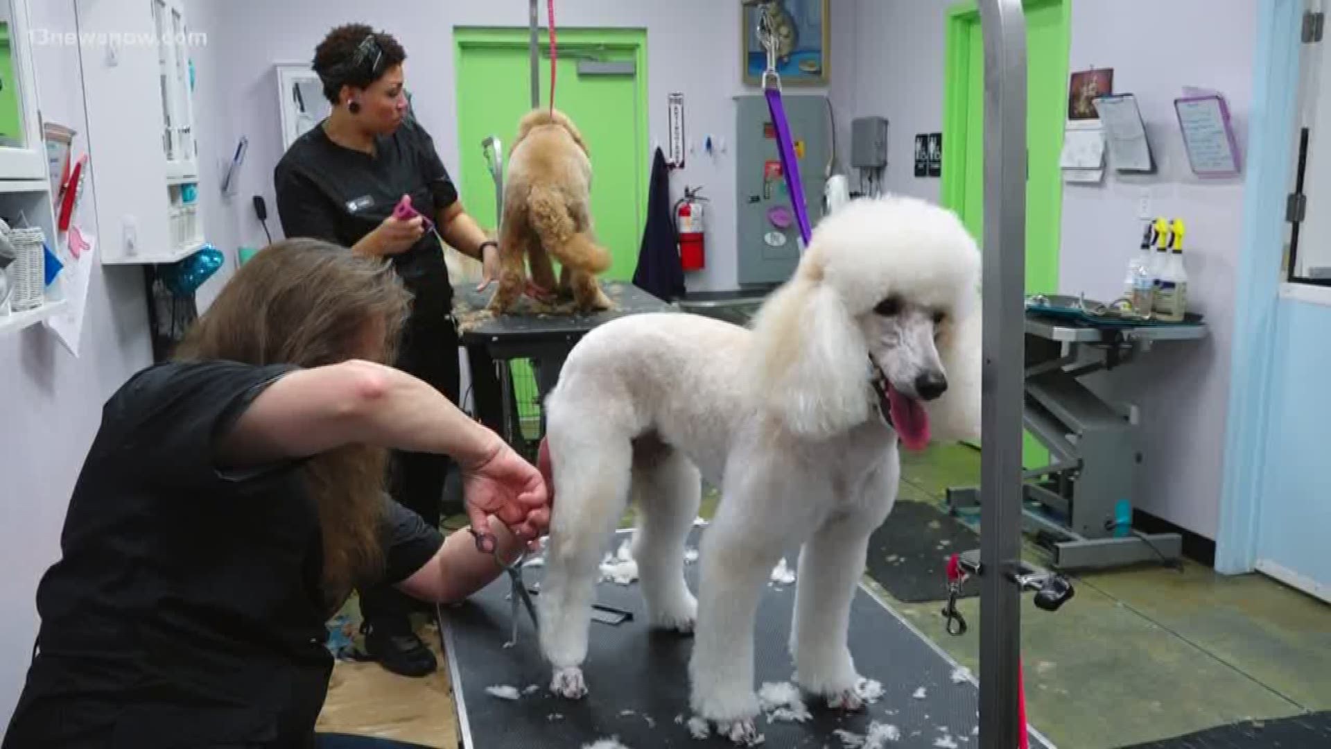 In this episode of Bentley & Friends, Bentley goes to a special Chesapeake pet spa for some pooch pampering.