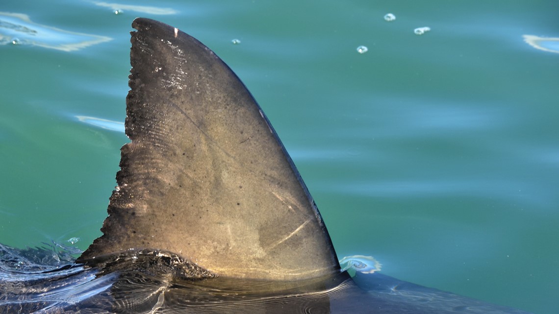 13-foot adult great white shark pings off Virginia Beach coast ...