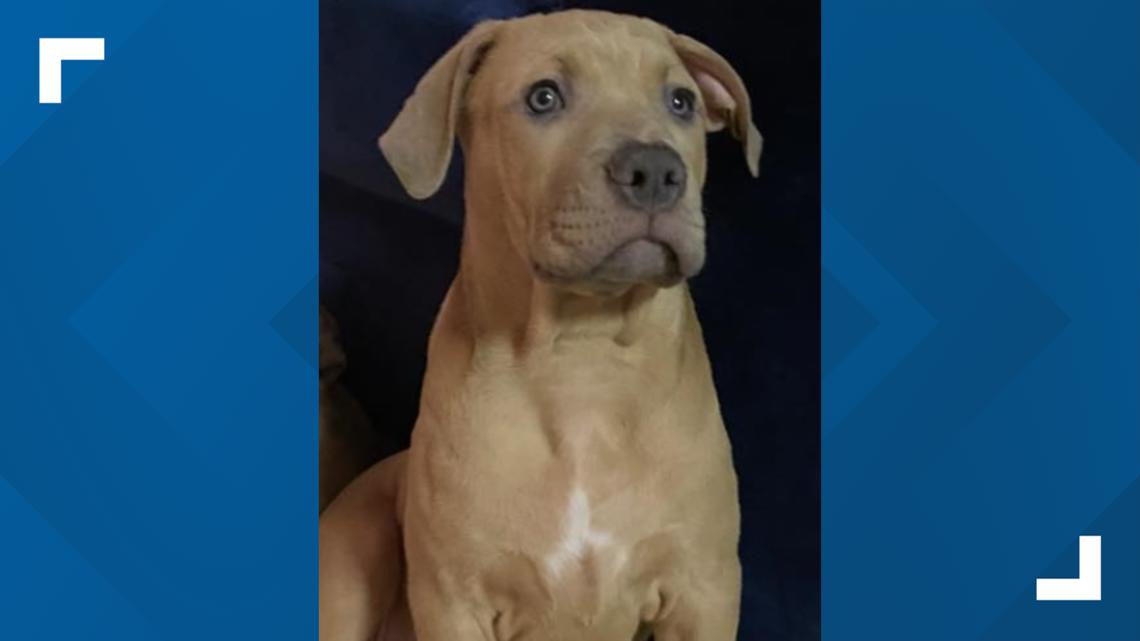 Scam targets owners of missing pets; Virginia Beach man speaks out, desperately searching for missing dog