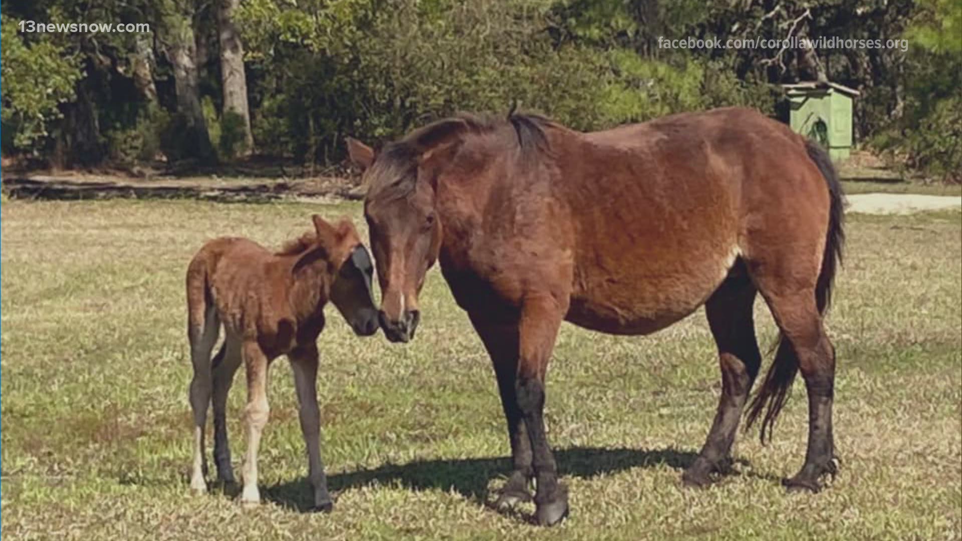 Betsy is the third foal born in 2021 - so far, all the herd's babies appear healthy. If you see the wild horses on the Outer Banks, do not approach them.