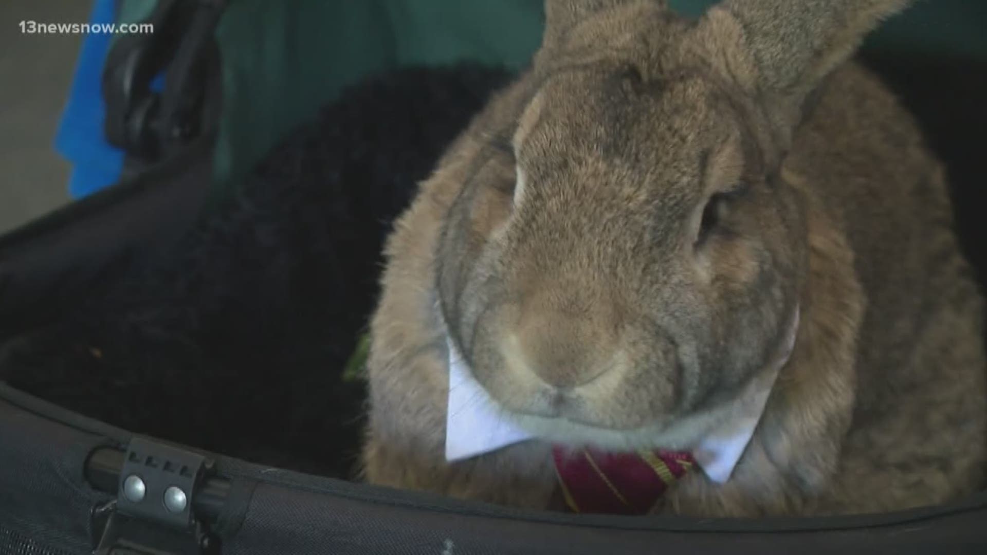 America's biggest bunny that lives in Virginia Beach is 'running for president'