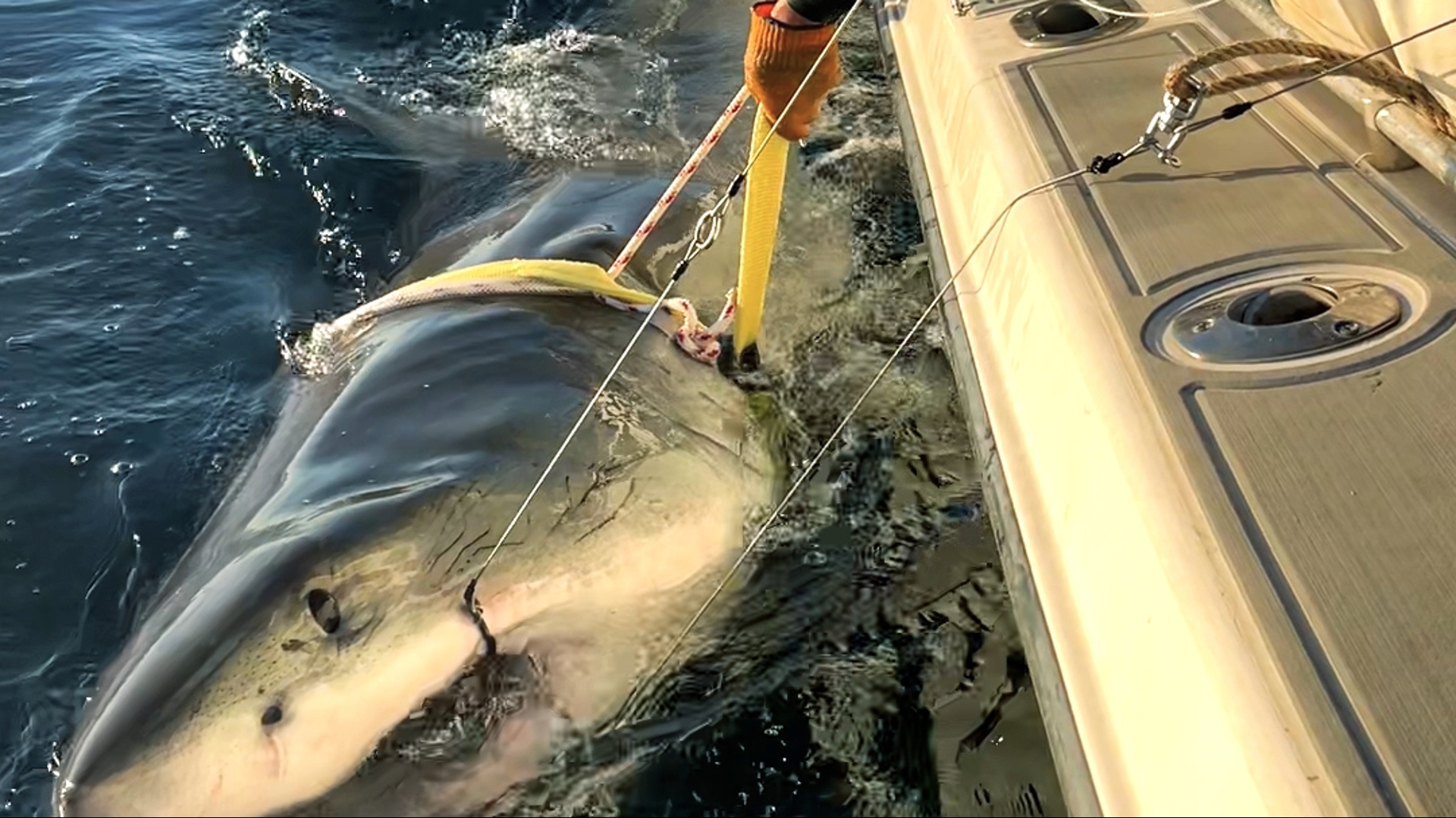 A massive great white shark has pinged off the coast of North Carolina's Outer Banks!