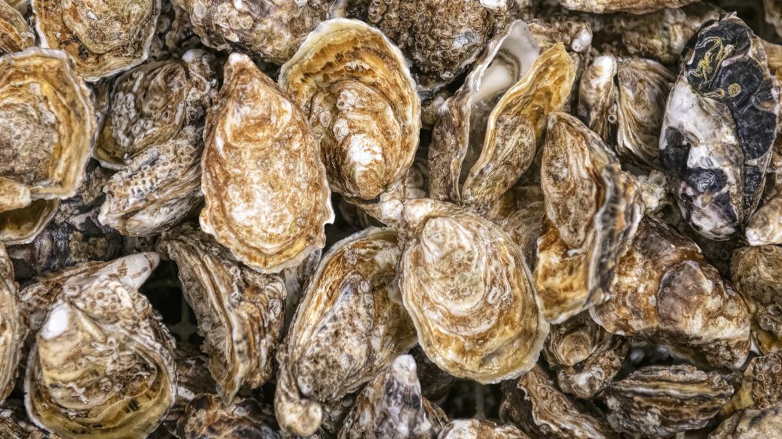 Virginia shellfish aquaculture sees strong growth, surpassing pre-pandemic levels – 13newsnow.com