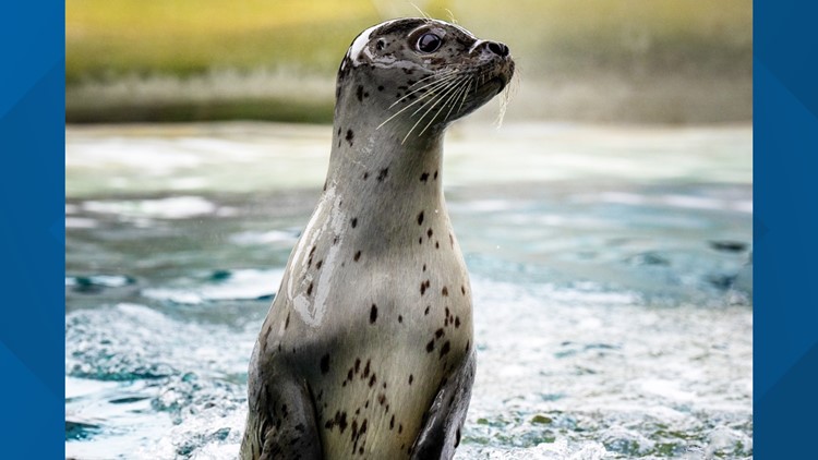 Virginia Aquarium finishes work on harbor seal tank