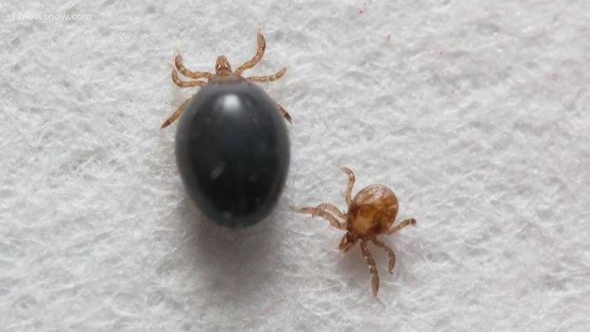 A bad tick year? Every year is a bad one, experts say