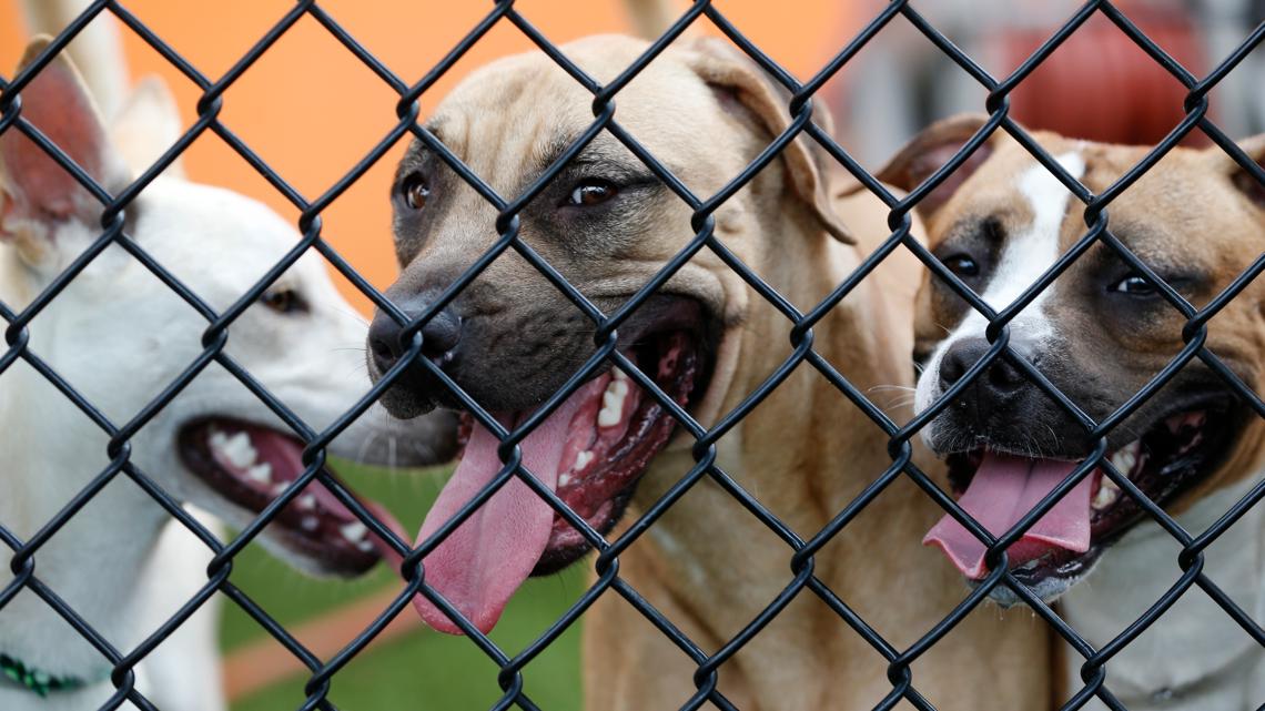 Norfolk Animal Care Center urgently seeks holiday foster homes for dogs