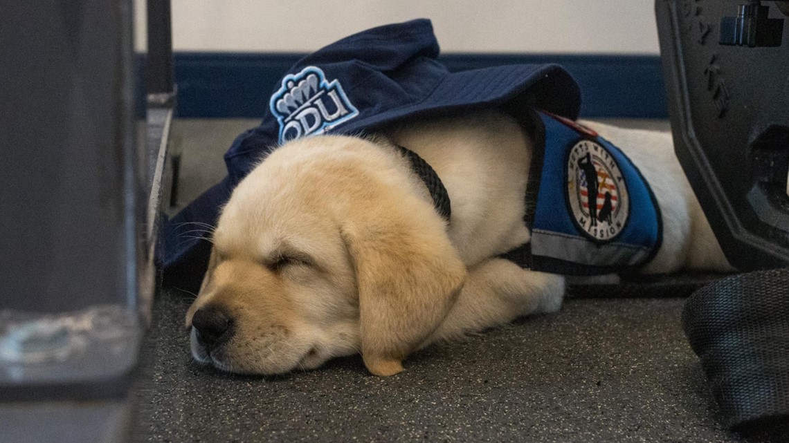 Minium: ODU Football Team to Wear Light Blue Jerseys we call 'Carol Hudson  Blue' for the First Time This Fall - Old Dominion University