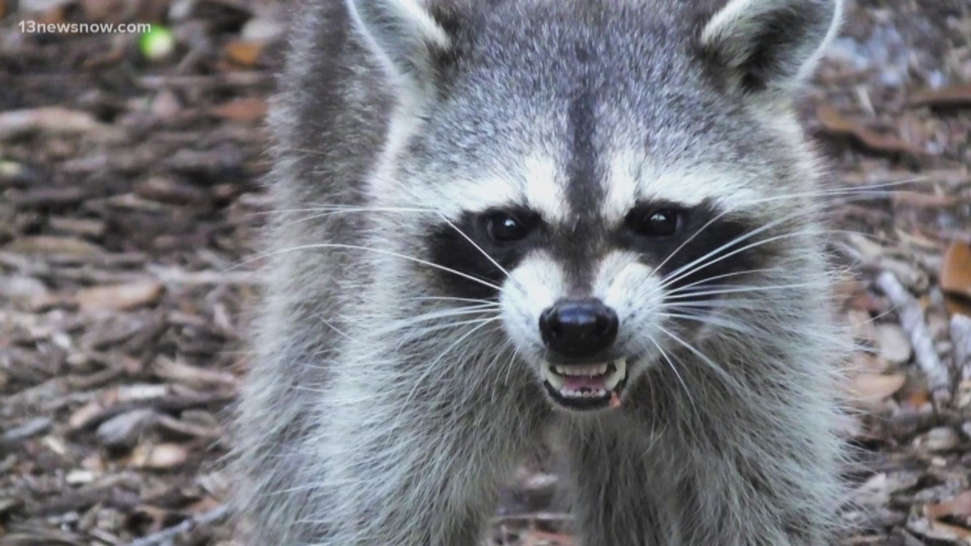 The raccoon was found in a backyard in the 100 block of Waterfront Drive.