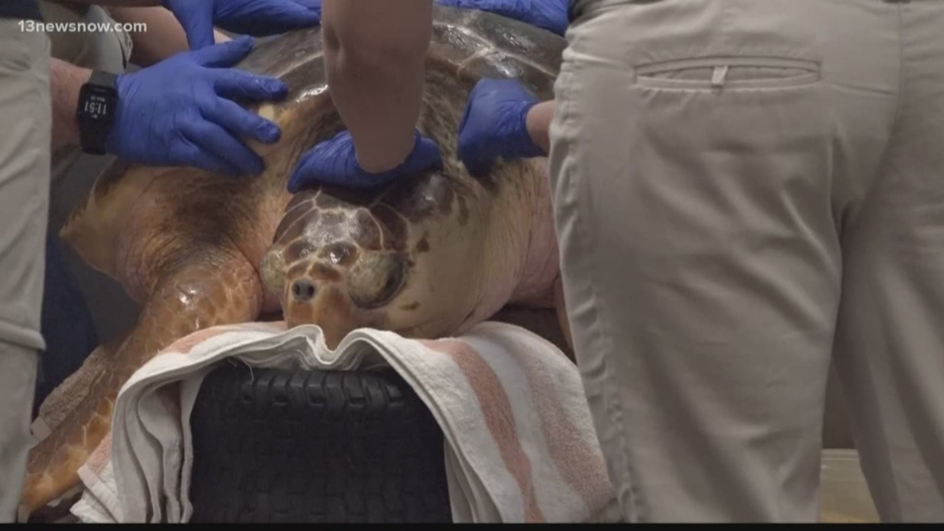 With the temperature dropping, rescuers with the Virginia Aquarium have responded to more than a dozen reports of cold-stunned sea turtles.