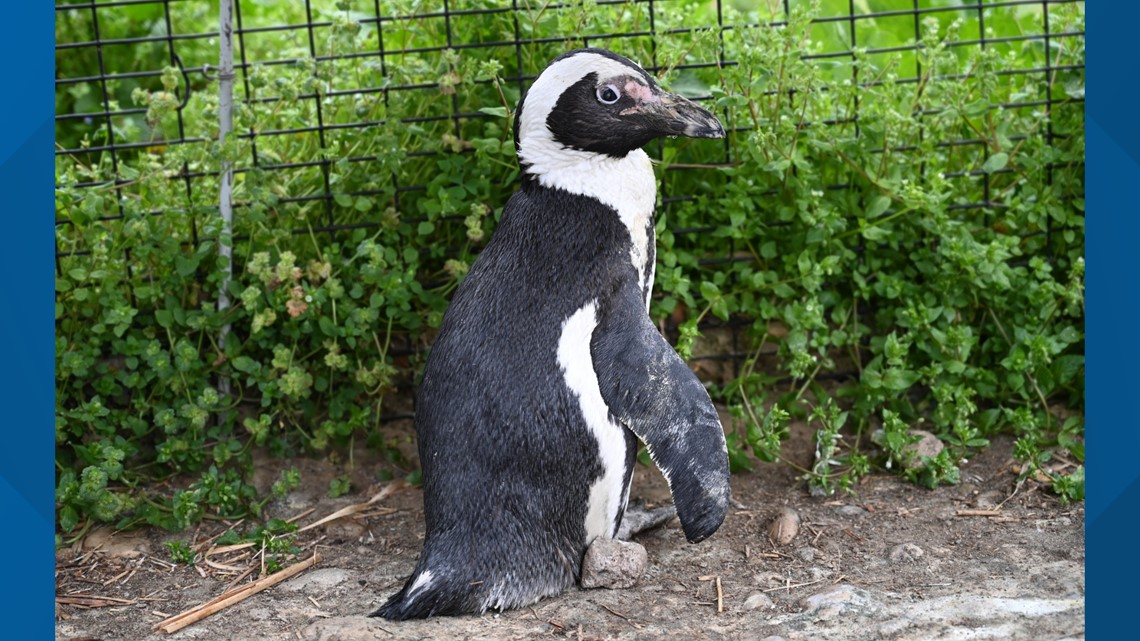 World's oldest African penguin dies at 43 at Metro Richmond Zoo